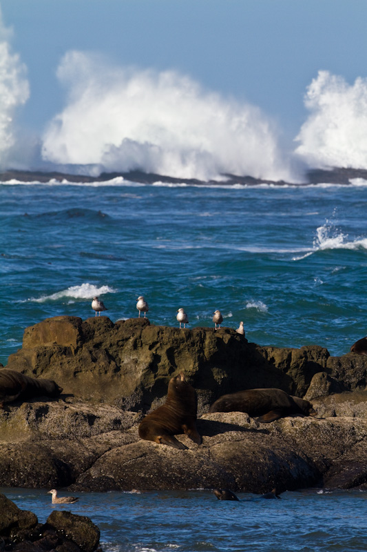 California Sea Lions And Breaking Waves